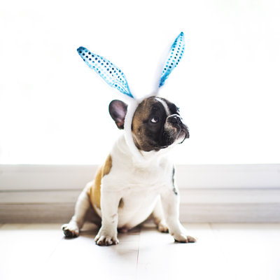 Bulldog With Rabbit Ears by JulPo - No Frame Art Prints on Canvas