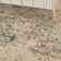 Adriennie Abstract Indoor Rug