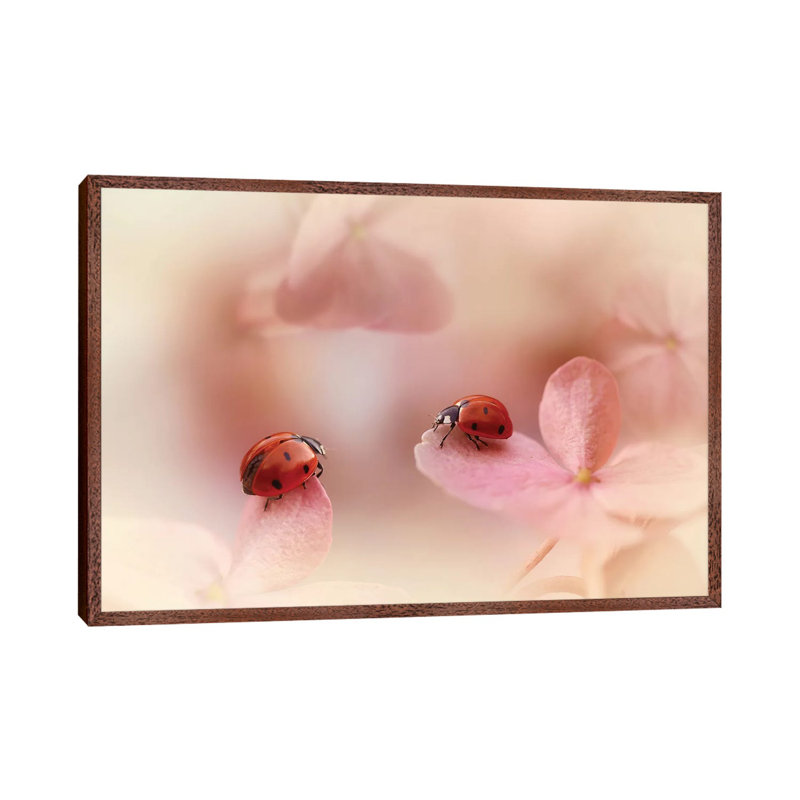 Ladybugs On Pink Hydrangea by Ellen Van Deelen - Print on Canvas, 66.04cm H x 101.6cm W x 3.81cm D