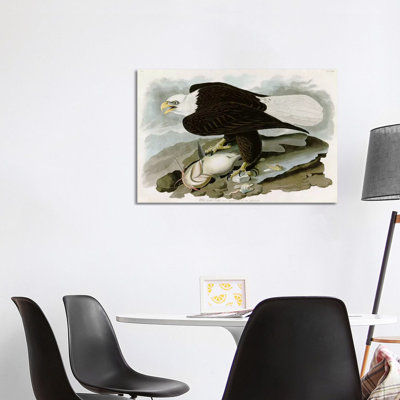 White-headed Eagle by John James Audubon - Wrapped Canvas Painting