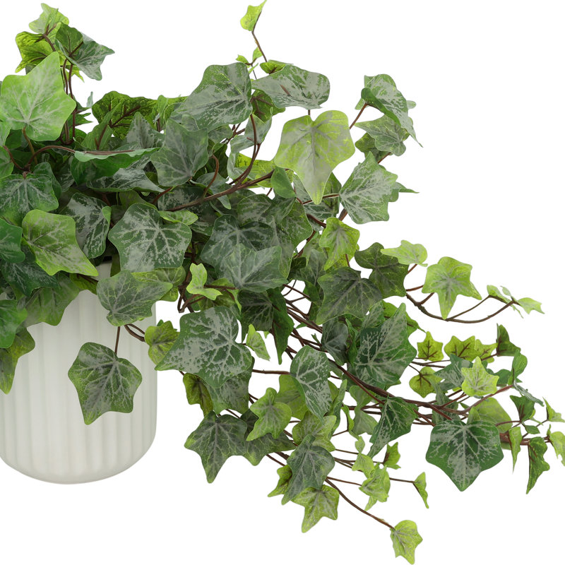 Trailing Ivy in Ribbed Ceramic Vase