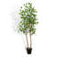TREE LEMON GROWER 7FT