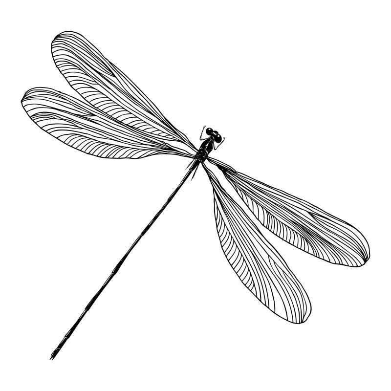 Dragonfly - Wrapped Canvas Print, 76cm H x 76cm W x 3.8 cm D