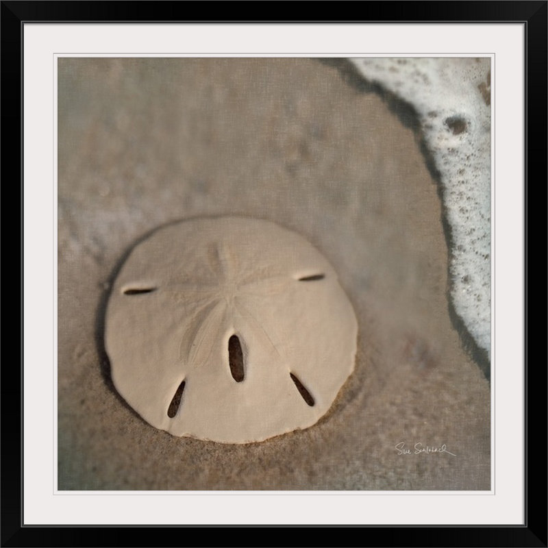 « sable surf sable dollar » par sue schlabach, reproduction de photo, H 32 po x l 32 po x P 1 po, Cadre noir