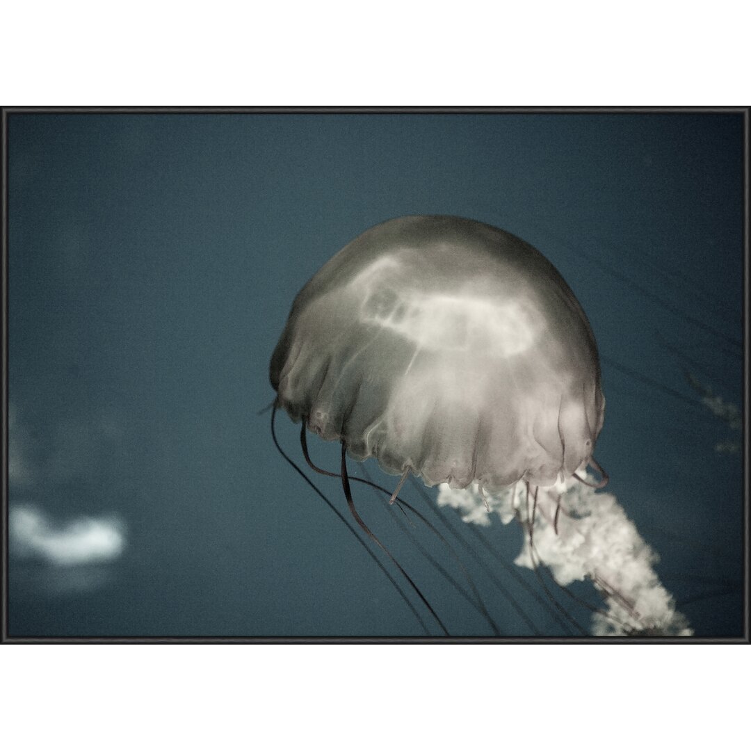 Gerahmtes Poster Jellyfish 4, Grafikdruck