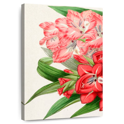 Gladiolus