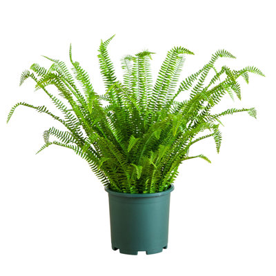 23In. UV Resistant Artificial Boston Fern Plant With Real Touch Leaves (Indoor/Outdoor)
