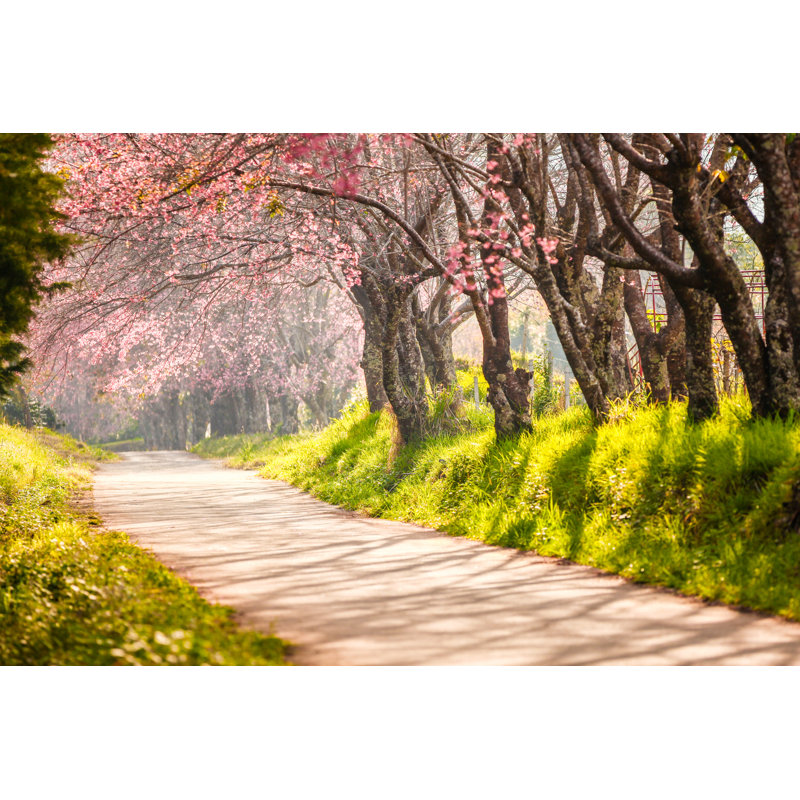 Beautiful Road of Cherry Blossom - Photographie sur toile tendue, H 12 po x l 18 po