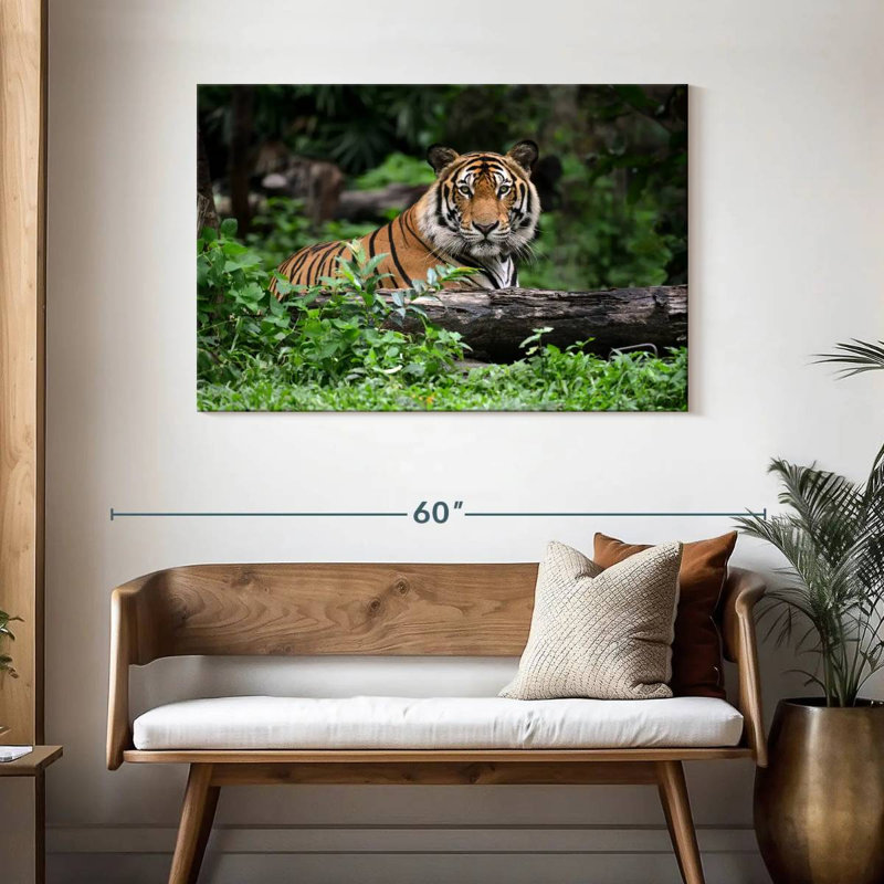 Brampt Indian Bengal Tiger, 30" H x 45" W