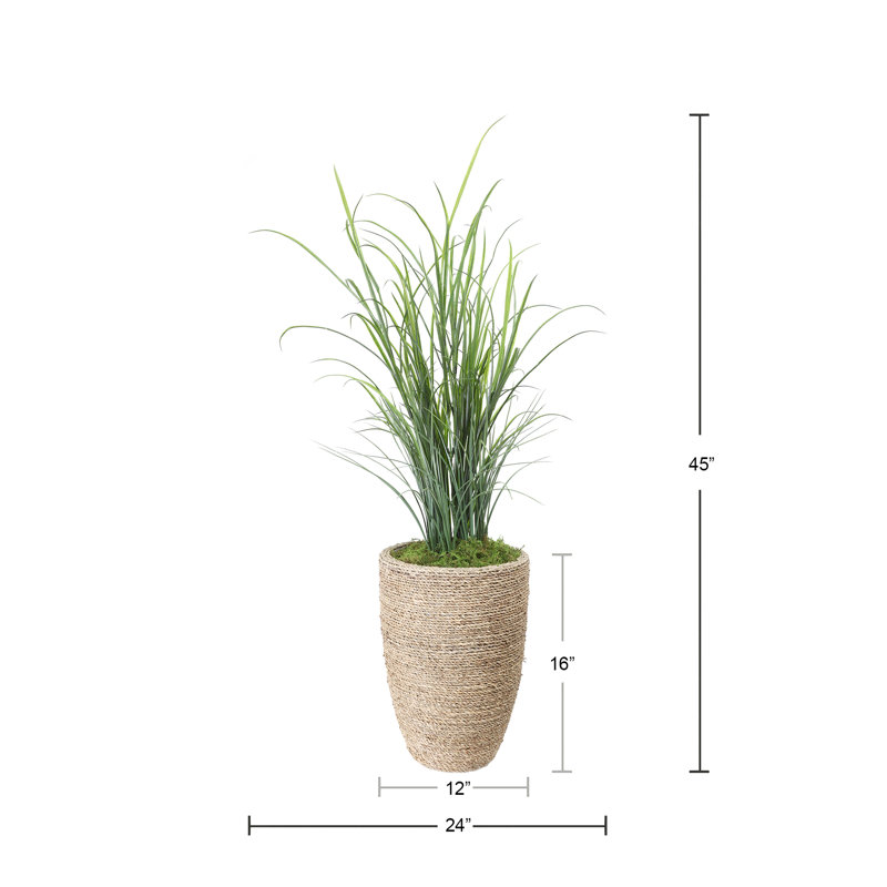 Herbe dans un pot à fleurs, Grand