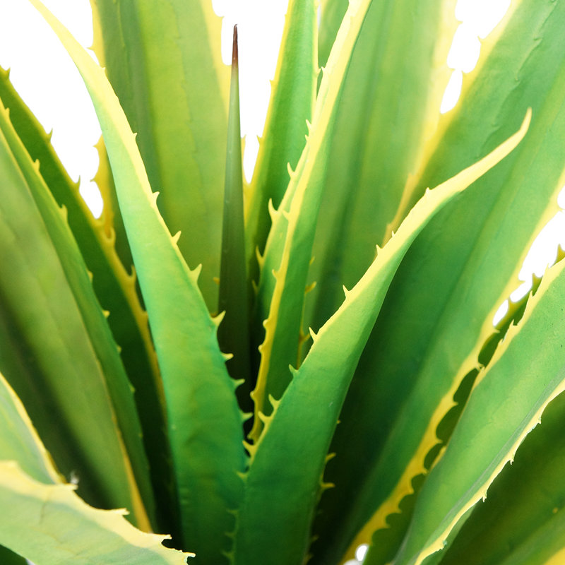 Agave d'intérieur / extérieur 54 po Panama