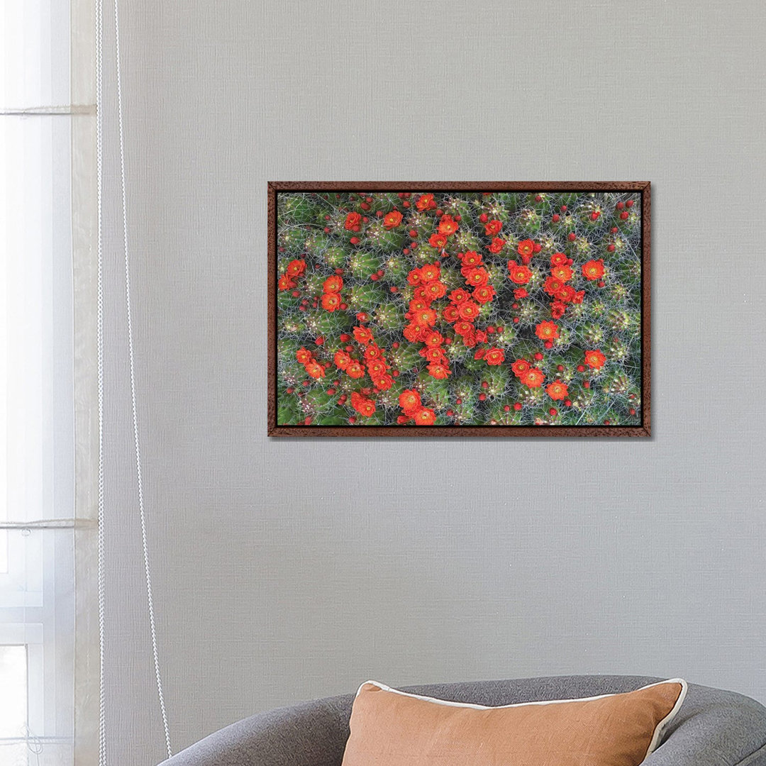 Claret Cup Cactus Detail Of Flowers In Bloom, North America I von Tim Fitzharris - Gallery-Wrapped Canvas Giclée on Canv...