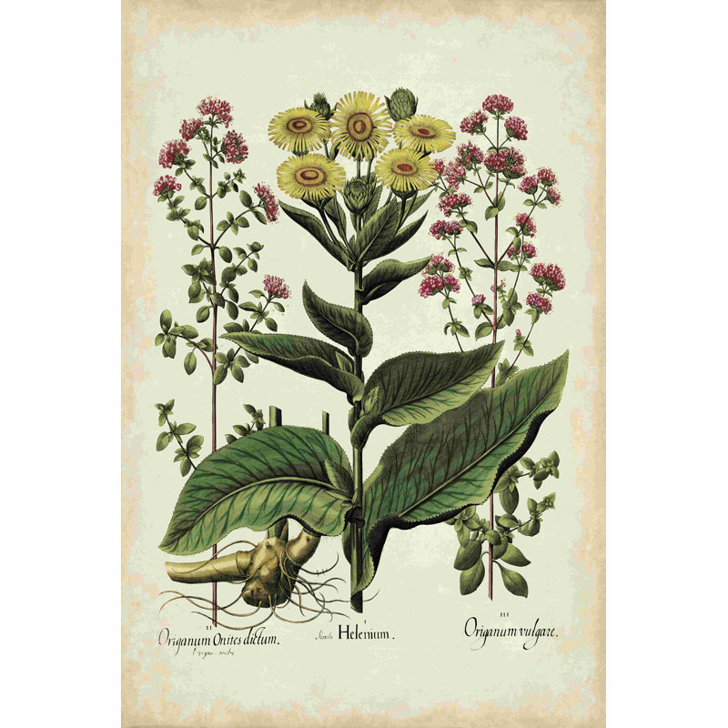 Besler Florilegium I, H 18 po x l 12 po
