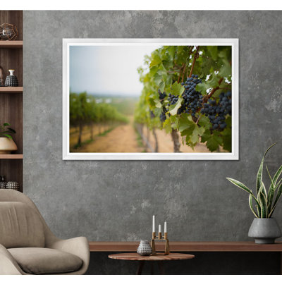 Architecture Collection " Grapes In The Vineyard " by Tim Klein