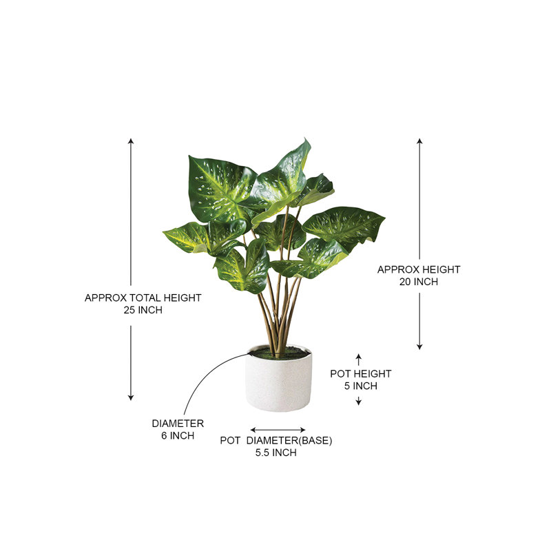  Calathea plante en pot, 6 po de diamètre et 25 po de hauteur