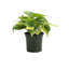 Live Brazil Philodendron Plant