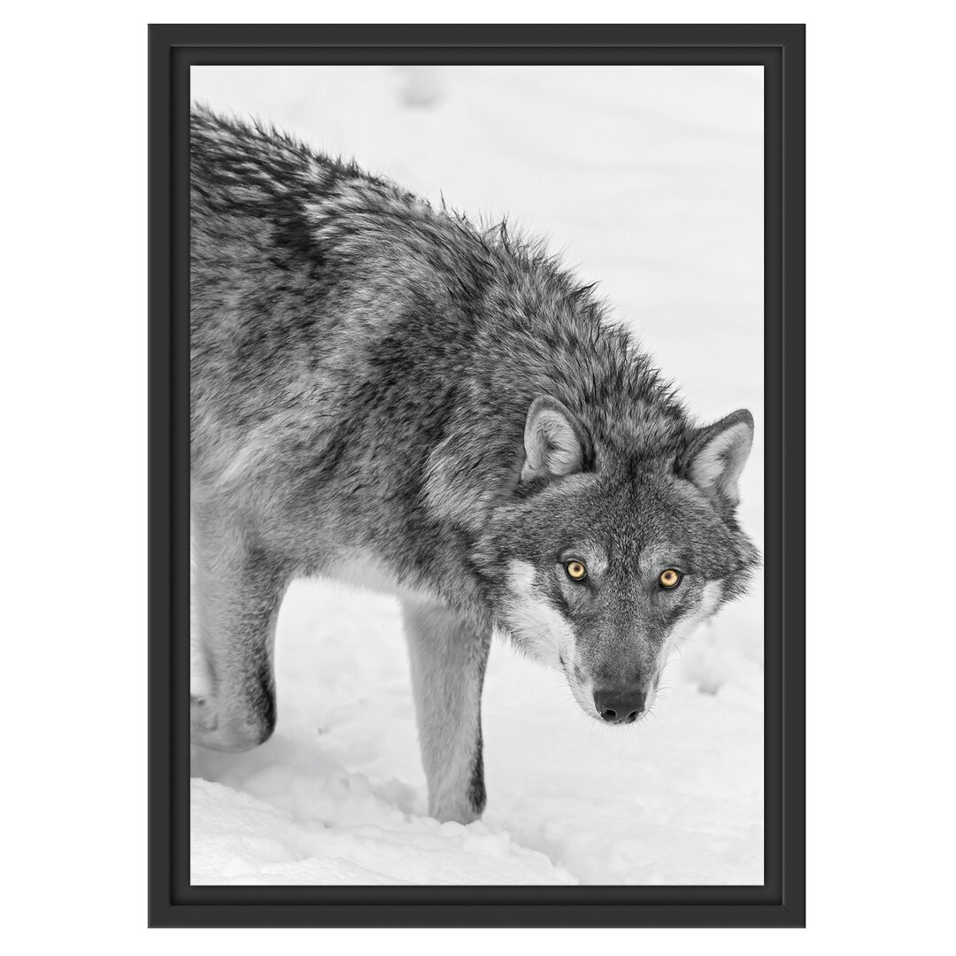 Gerahmtes Wandbild einsamer WolfSchnee