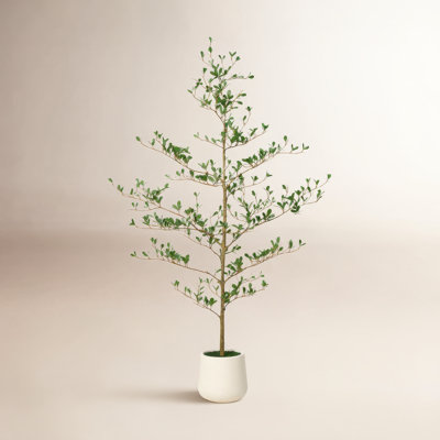 Adcock Olive Tree in Planter