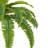 Fern Arrangement