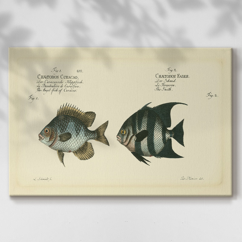 Bloch poisson antique II - galerie Cavas enveloppé, 12 x 18