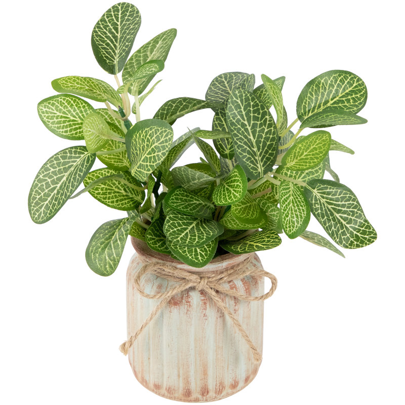 8 plantes