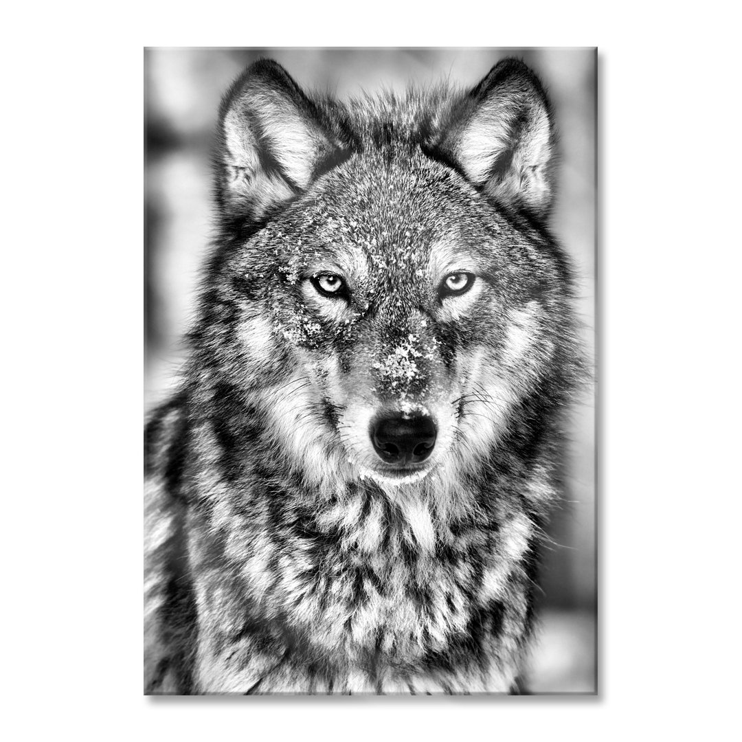 Glasbild Wachsamer Wolf