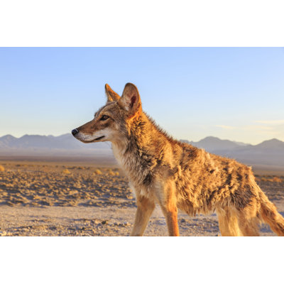 Pallium " Lone Coyote Hunting "