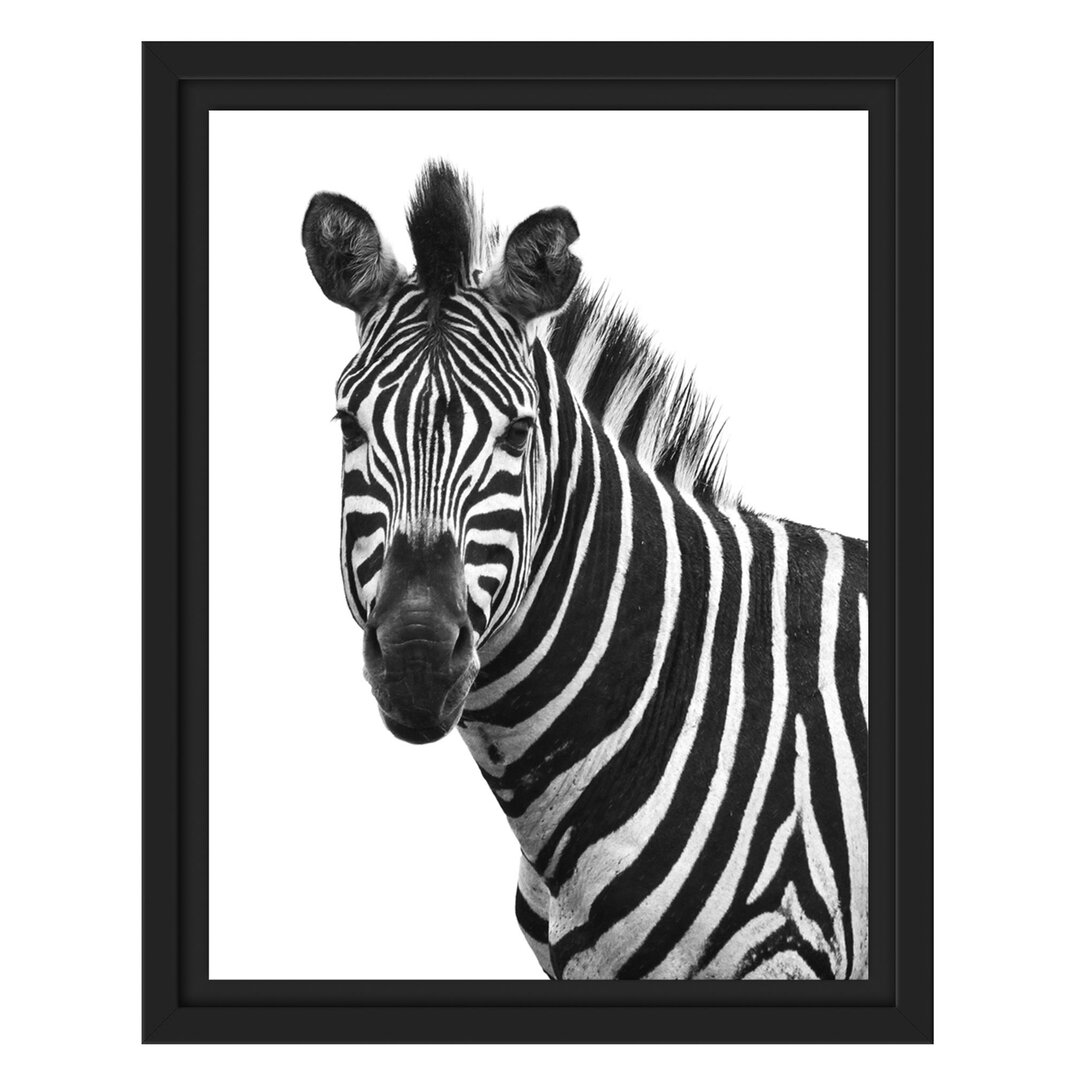 Gerahmter Fotodruck Portrait of a Zebra