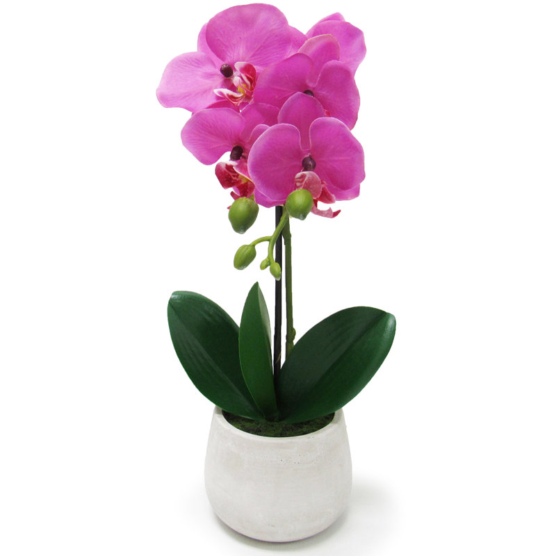 Arrangement floral orchidées phalaenopsis en pot, Fuchsia, H 15 po x l 6 po x P 7 po