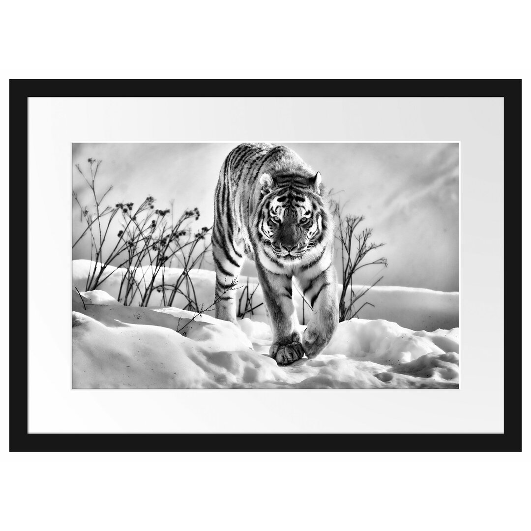 Gerahmtes Poster Tiger, Schnee