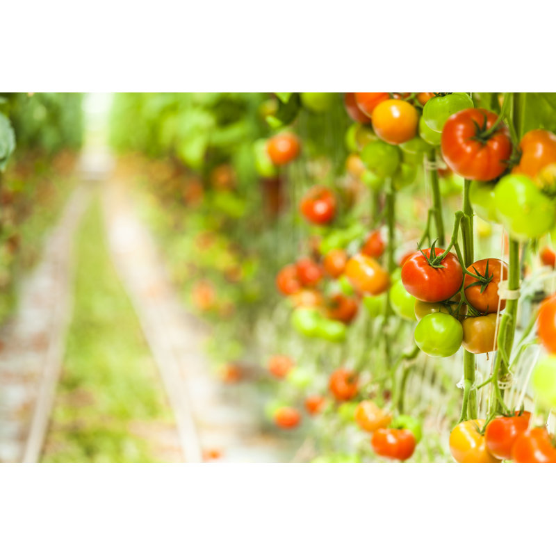 Serres de tomates, H 8 po x l 12 po