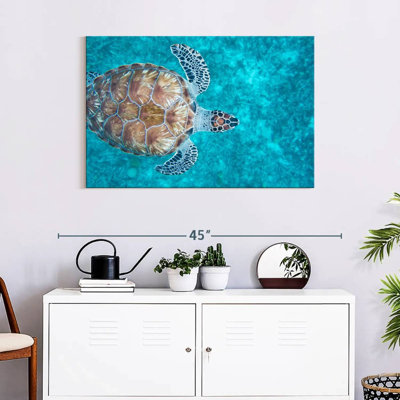 Natation tortue imbriquée