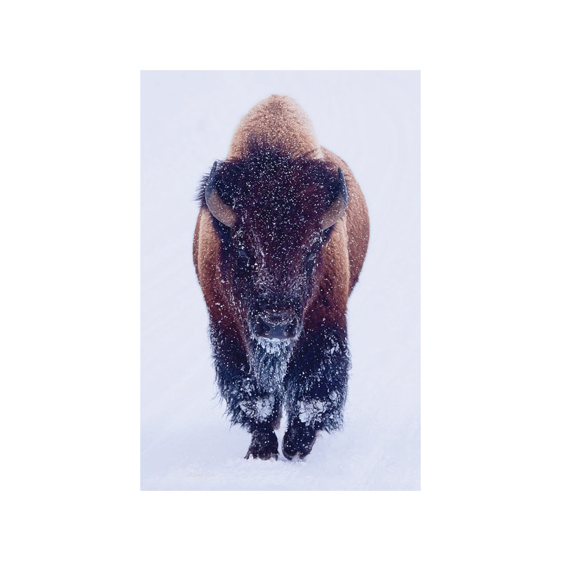 Bison In Snow - Wrapped Canvas Print, 66.04 cm H x 45.72 cm W x 3.175 cm D