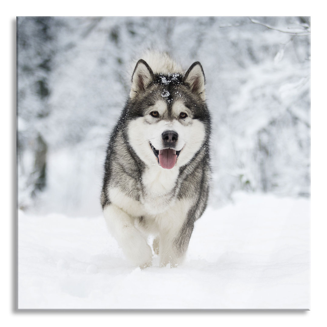 Glasbild Sibirischer Husky im Winterwald