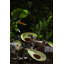 Bol à dessert tropical