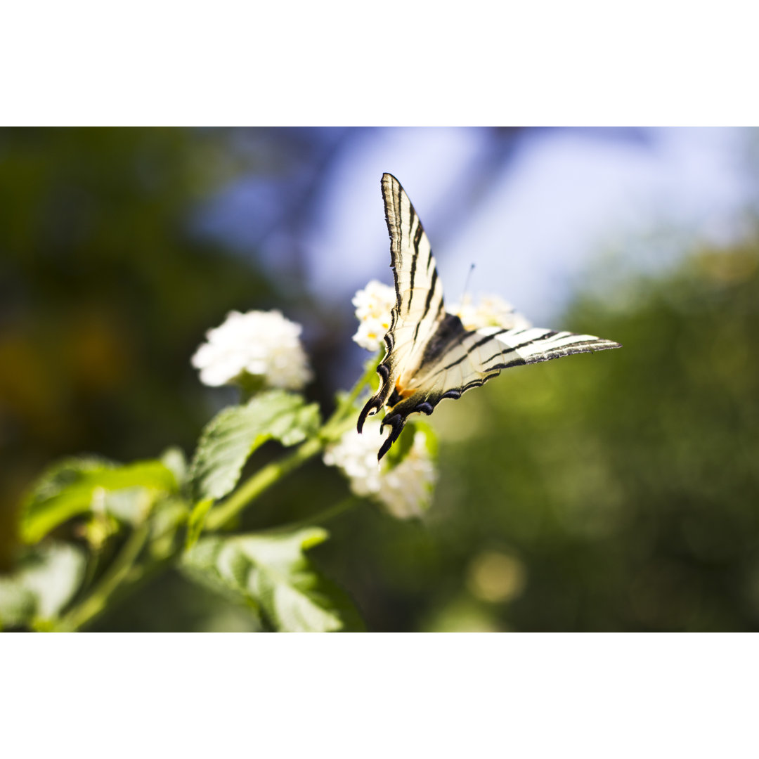 Schmetterling - Fotografie auf Leinwand