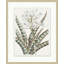 Achromatic Fleur 1 Print
