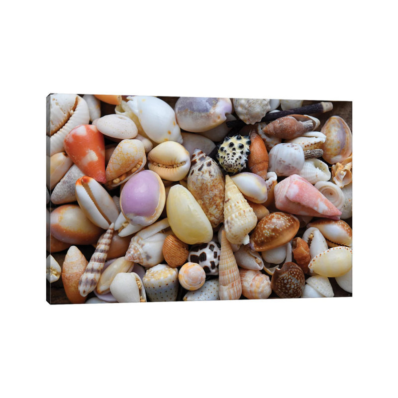 Tropical Shell Still-Life by Savanah Plank - Gallery-Wrapped Canvas Giclée on Canvas, 66.04 cm H x 45.72 cm W x 1.91 cm D