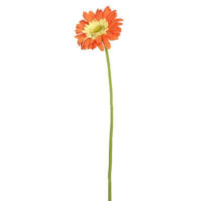 Tige de marguerite