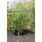 Nature Root Barrier Sheet 0.7 x 3m HDPE Black-96432644