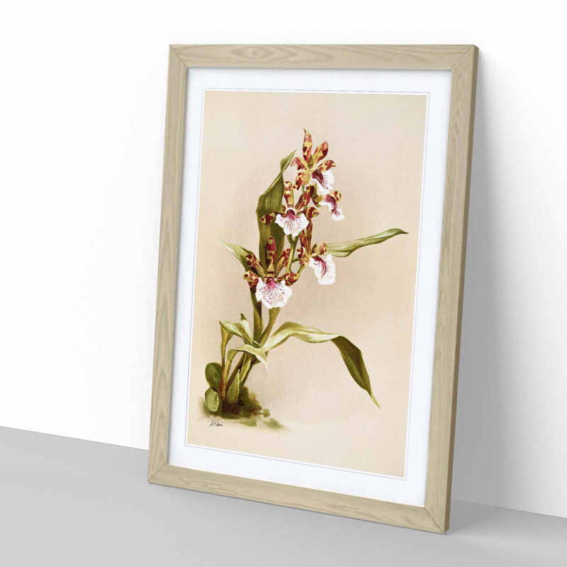 Magnolia Flowers Illustration Tab. 73 by Frederick Sander - Picture Frame Painting Print, Oak, 60cm H x 40cm W x 2cm D