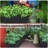 10 Pack 17 Inch Rectangular Plastic Window Box Planters with Saucers for Indoor & Outdoor Gardens, Patios, and Home Decor-460394576