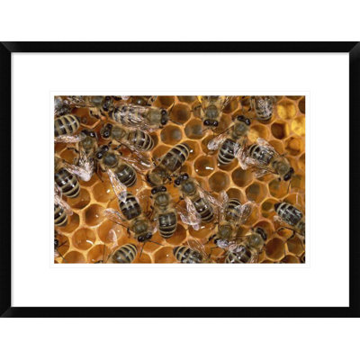 " Honey Bee Colony On Honeycomb, North America "