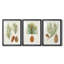 Pommes de pin antiques I - impression encadrée sur mesure de qualité supérieure mate - 3 pièces-622024813-622024812