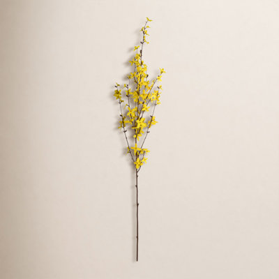 Forsythia Floral Stems