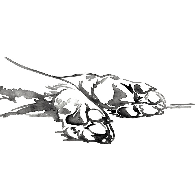 Linear Paws I by Jennifer Paxton Parker - Painting on Canvas, Wrapped Canvas, 81cm H x 122cm W