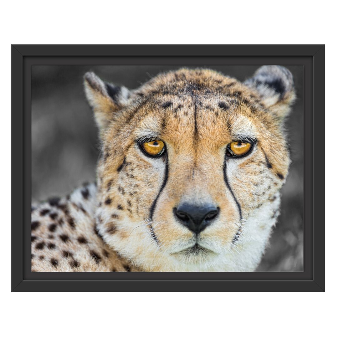 Gerahmtes Wandbild schläfriger Gepard