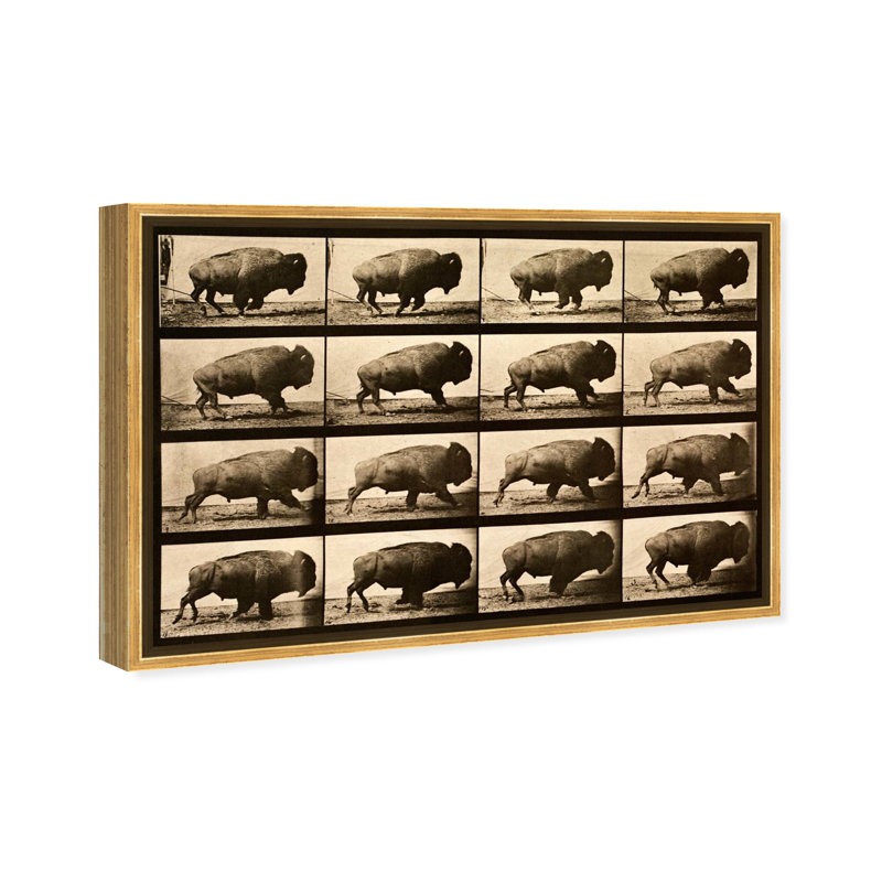 «Buffalo In Motion» par Oliver Gal - impression d'art graphique, H 15 po x l 10 po, Cadre doré