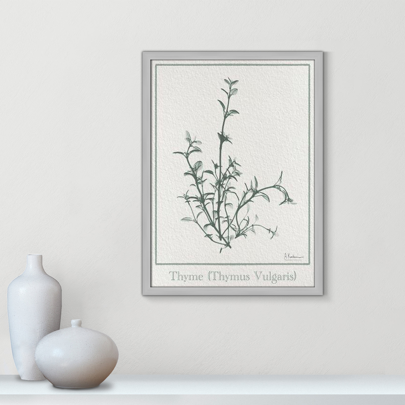 Thymus Vulgaris Framed On Paper by Albert Koetsier Print, Matte Silver Framed Paper, 23" H x 17" W x 1.25" D