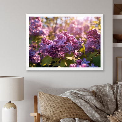 " Purple Lilac Fragrant Blossoms V "
